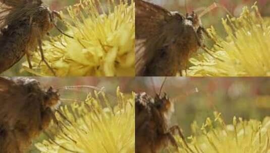 蝴蝶蛾，花，花，授粉高清在线视频素材下载