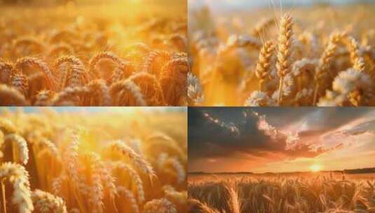 唯美金色麦田麦穗丰收ai素材成熟小麦农业高清在线视频素材下载