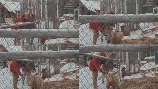 男人，女人，雪，山羊高清在线视频素材下载