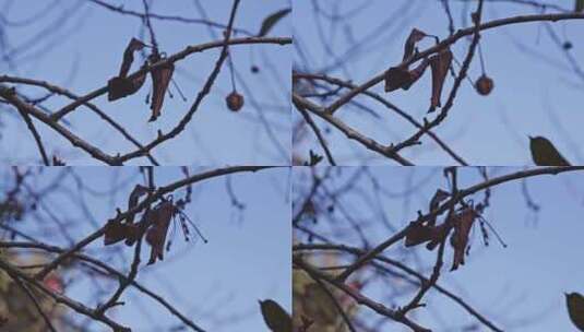 树枝上干叶的浅焦点高清在线视频素材下载