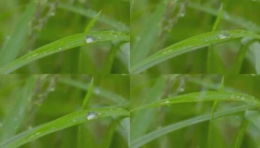 雨天下的绿色小草，水珠四溅的慢动作特写高清在线视频素材下载