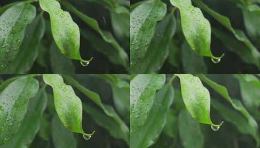 下雨天桂花树金桂八月桂花植物水滴升格高清在线视频素材下载