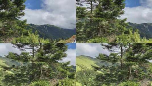 森林树林山高山脉航拍高清在线视频素材下载