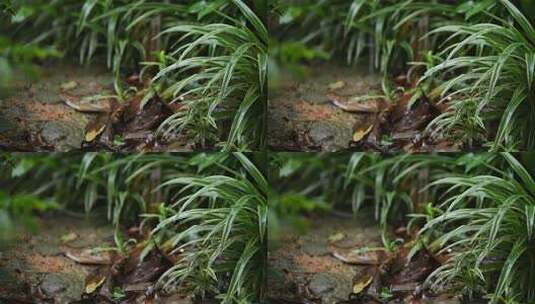 雨落在植物叶子上高清在线视频素材下载