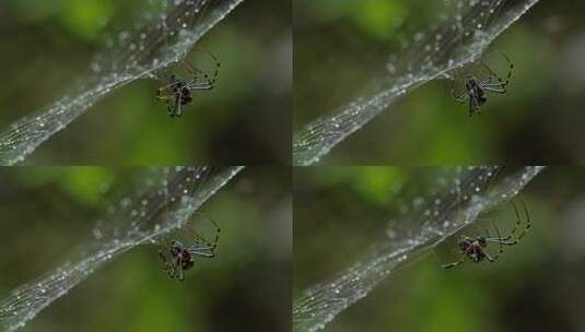 热带雨林中网上的蜘蛛，高清在线视频素材下载