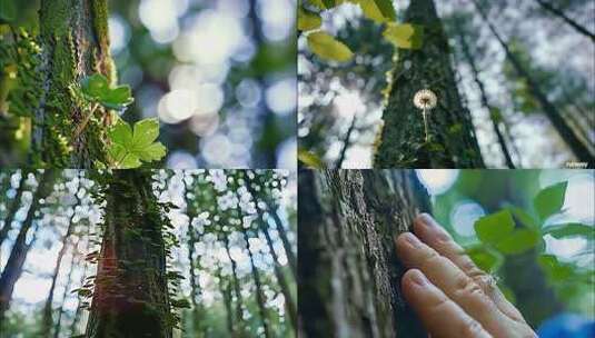 森林清晨树林阳光大自然生态植物树叶风景风高清在线视频素材下载