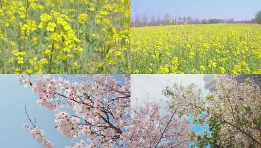 樱花/油菜花高清在线视频素材下载