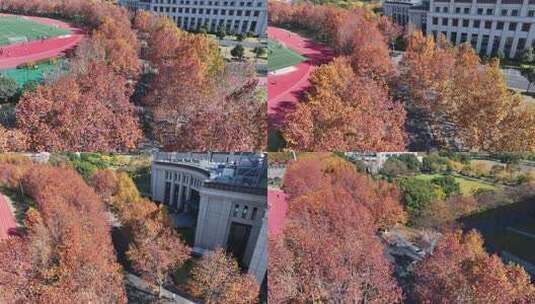 上海秋天 复旦大学 体育场 学校梧桐高清在线视频素材下载