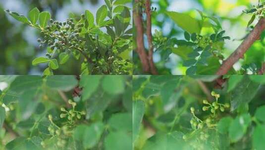 花椒树枝上的嫩叶和花椒果实特写高清在线视频素材下载