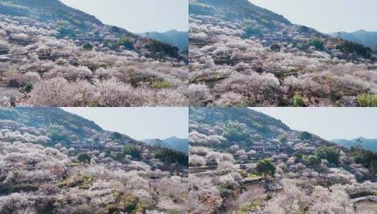 福州永泰青梅花航拍（葛岭万石村）20高清在线视频素材下载