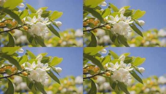 绿叶白花的植物特写高清在线视频素材下载