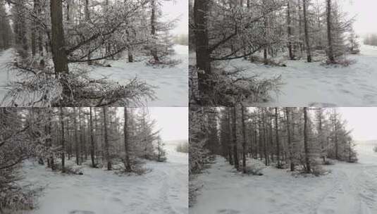 被雪覆盖的树林冬季自然景象高清在线视频素材下载