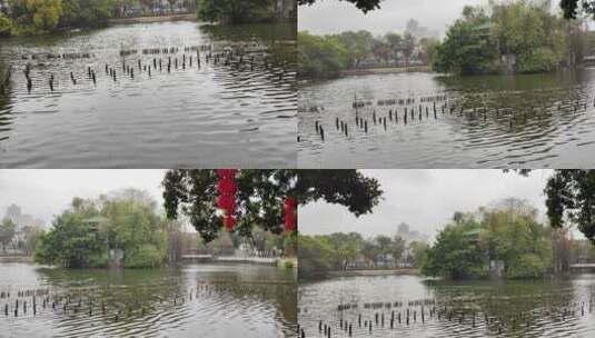 烟雨江南荔湾湖泮高清在线视频素材下载