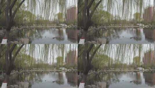 春天公园池塘边随风摆动柳枝高清在线视频素材下载
