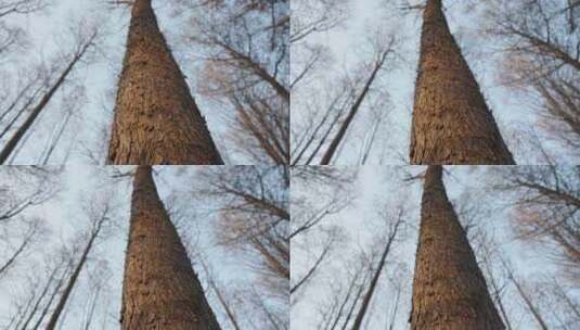 冬天的树木树干空镜运镜特写高清在线视频素材下载