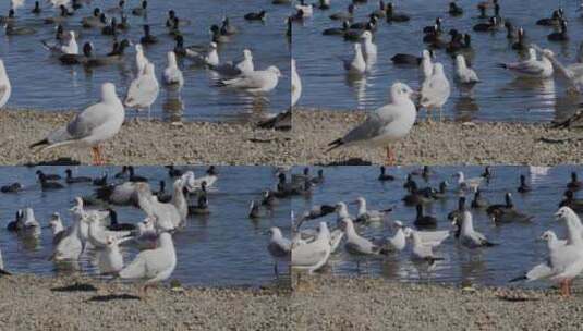 海鸥海鸟湖水岸边栖息高清在线视频素材下载
