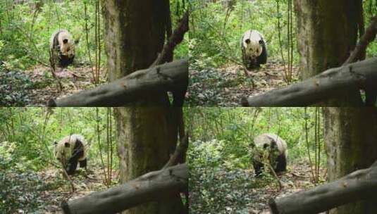 动物大熊猫高清在线视频素材下载