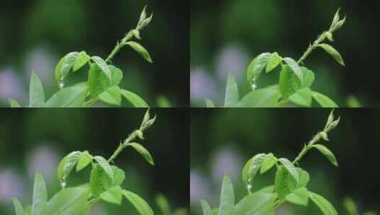 春雨润万物雨水雨滴水珠绿叶发芽高清在线视频素材下载