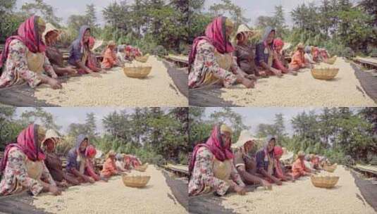 埃塞俄比亚咖啡发源地种植园高清在线视频素材下载