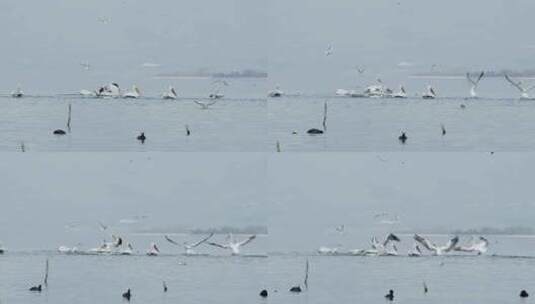 达尔马提亚鹈鹕展翅潜入克尔基尼湖捕鱼高清在线视频素材下载