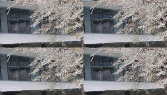 （慢镜）杭州阿里巴巴春风吹过樱花雨纷纷高清在线视频素材下载