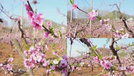 开花 花朵 春暖花开 春天桃花高清在线视频素材下载