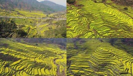 江岭油菜花高清在线视频素材下载