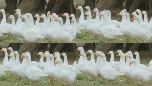 一群白色的鸭子高清在线视频素材下载
