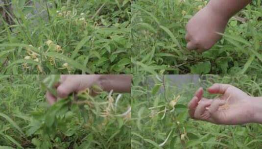 实拍雨后的鲜金银花高清在线视频素材下载