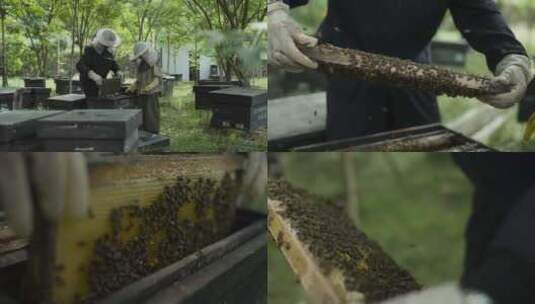 老蜂农给孙子讲解养蜂知识高清在线视频素材下载