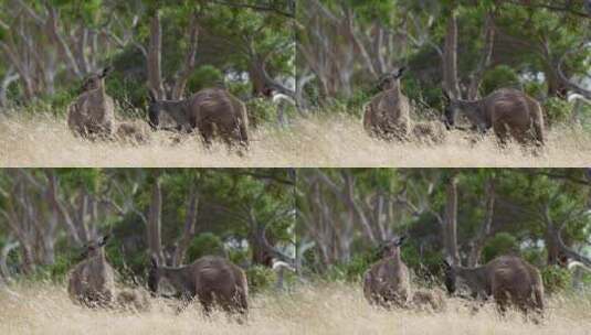 夏天，南澳大利亚深溪保护区的一群袋鼠在长高清在线视频素材下载