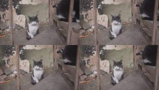 灰白色流浪猫坐在破旧的城市环境中看着其他高清在线视频素材下载