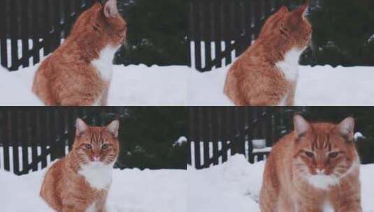 特写在雪地里玩耍的大橘猫高清在线视频素材下载