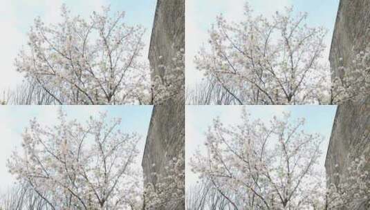 唯美春天南京古城墙鸡鸣寺樱花高清在线视频素材下载