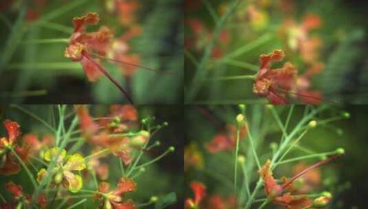 特写皇家波西卡纳花，红色带黄色边缘的花，高清在线视频素材下载