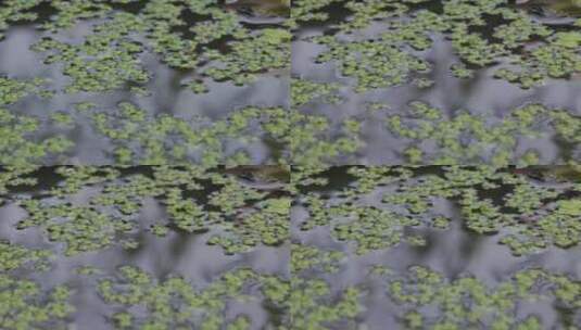 水藻之舞：水面上的翠绿诗篇高清在线视频素材下载
