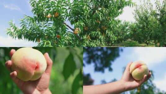 无锡 阳山水蜜桃高清在线视频素材下载