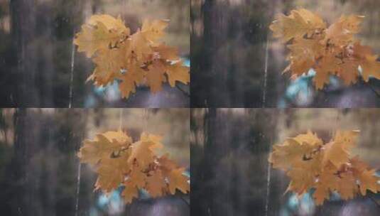 意境小景雨中的秋叶高清在线视频素材下载