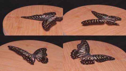 蝴蝶昆虫标本达摩凤蝶高清在线视频素材下载
