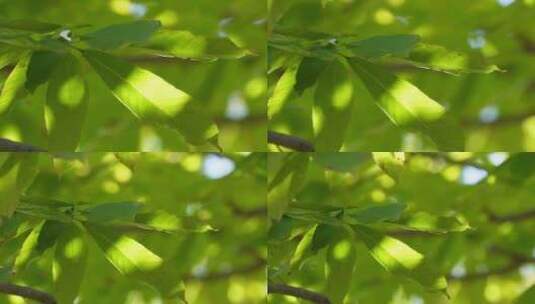 植物叶子绿叶枝叶空镜风景大自然树叶高清在线视频素材下载