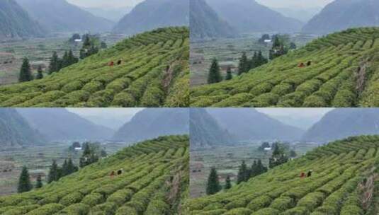 茶园采茶，春茶高清在线视频素材下载