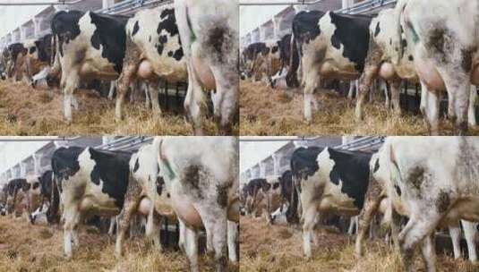 牛场里的一排奶牛高清在线视频素材下载