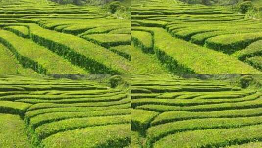 种植园，梯田，茶，绿色高清在线视频素材下载