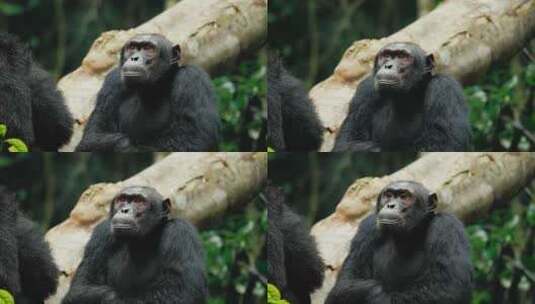 黑猩猩，黑猩猩，乌干达，猿高清在线视频素材下载