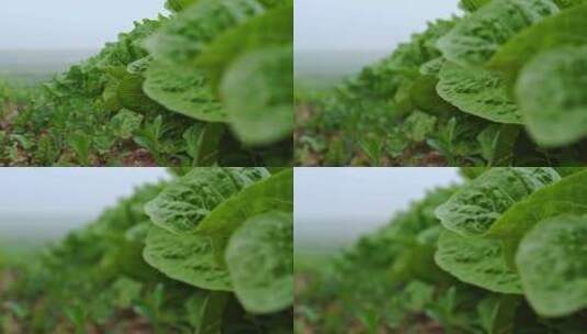 田间生菜作物，杂草生长高清在线视频素材下载