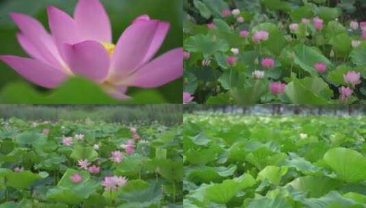 荷花 夏季风景高清在线视频素材下载