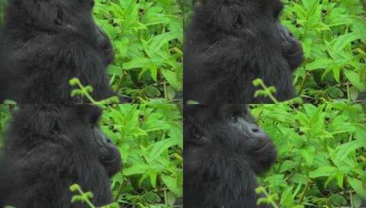 在草丛里四处张望的黑猩猩高清在线视频素材下载