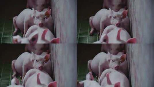 猪场里的幼崽高清在线视频素材下载