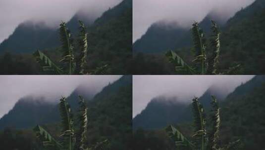 雨云下的香蕉树高清在线视频素材下载