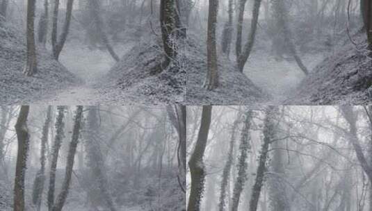 雪林中白雪覆盖的树枝高清在线视频素材下载